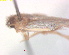  ( - RMNH.INS.25236)  @11 [ ] CreativeCommons  Attribution Non-Commercial Share-Alike (2020) Erik J. van Nieukerken-Naturalis Naturalis Biodiversity Center