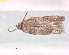  ( - RMNH.INS.25237)  @11 [ ] CreativeCommons  Attribution Non-Commercial Share-Alike (2020) Erik J. van Nieukerken-Naturalis Naturalis Biodiversity Center