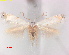  ( - RMNH.INS.25241)  @11 [ ] CreativeCommons  Attribution Non-Commercial Share-Alike (2020) Erik J. van Nieukerken-Naturalis Naturalis Biodiversity Center