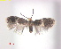  ( - RMNH.INS.25245)  @11 [ ] CreativeCommons  Attribution Non-Commercial Share-Alike (2020) Erik J. van Nieukerken-Naturalis Naturalis Biodiversity Center