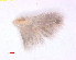  ( - RMNH.INS.25245)  @11 [ ] CreativeCommons  Attribution Non-Commercial Share-Alike (2020) Erik J. van Nieukerken-Naturalis Naturalis Biodiversity Center