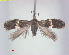  ( - RMNH.INS.25246)  @11 [ ] CreativeCommons  Attribution Non-Commercial Share-Alike (2020) Erik J. van Nieukerken-Naturalis Naturalis Biodiversity Center