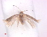  ( - RMNH.INS.25252)  @11 [ ] CreativeCommons  Attribution (by) (2020) Erik J. van Nieukerken-Naturalis Naturalis Biodiversity Center