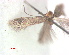  ( - RMNH.INS.25256)  @11 [ ] CreativeCommons  Attribution (by) (2020) Erik J. van Nieukerken-Naturalis Naturalis Biodiversity Center