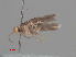  ( - RMNH.INS.25319)  @11 [ ] CreativeCommons  Attribution (by) (2022) Erik J. van Nieukerken-Naturalis Naturalis Biodiversity Center
