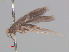  ( - RMNH.INS.25336)  @11 [ ] CreativeCommons  Attribution (by) (2022) Erik J. van Nieukerken-Naturalis Naturalis Biodiversity Center