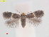  (Ectoedemia spiraeataiwan - RMNH.INS.25364)  @11 [ ] CreativeCommons  Attribution (by) (2022) Erik J. van Nieukerken-Naturalis Naturalis Biodiversity Center