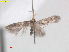  ( - RMNH.INS.25398)  @11 [ ] CreativeCommons  Attribution (by) (2022) Erik J. van Nieukerken-Naturalis Naturalis Biodiversity Center