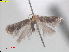  ( - RMNH.INS.25399)  @11 [ ] CreativeCommons  Attribution (by) (2022) Erik J. van Nieukerken-Naturalis Naturalis Biodiversity Center