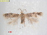  ( - RMNH.INS.25426)  @11 [ ] CreativeCommons  Attribution (by) (2022) Erik J. van Nieukerken-Naturalis Naturalis Biodiversity Center