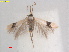  ( - RMNH.INS.25453)  @11 [ ] CreativeCommons  Attribution (by) (2022) Erik J. van Nieukerken-Naturalis Naturalis Biodiversity Center