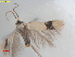  ( - RMNH.INS.25453)  @11 [ ] CreativeCommons  Attribution (by) (2022) Erik J. van Nieukerken-Naturalis Naturalis Biodiversity Center