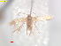 ( - RMNH.INS.25476)  @11 [ ] CreativeCommons  Attribution (by) (2023) Erik J. van Nieukerken-Naturalis Naturalis Biodiversity Center