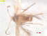  ( - RMNH.INS.25476)  @11 [ ] CreativeCommons  Attribution (by) (2023) Erik J. van Nieukerken-Naturalis Naturalis Biodiversity Center