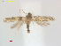  ( - RMNH.INS.25523)  @11 [ ] CreativeCommons  Attribution (by) (2023) Erik J. van Nieukerken-Naturalis Naturalis Biodiversity Center
