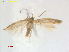  ( - RMNH.INS.25525)  @11 [ ] CreativeCommons  Attribution (by) (2023) Erik J. van Nieukerken-Naturalis Naturalis Biodiversity Center