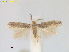  ( - RMNH.INS.25538)  @11 [ ] CreativeCommons  Attribution (by) (2023) Erik J. van Nieukerken-Naturalis Naturalis Biodiversity Center