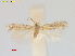  ( - RMNH.INS.25540)  @11 [ ] CreativeCommons  Attribution (by) (2023) Erik J. van Nieukerken-Naturalis Naturalis Biodiversity Center