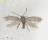 ( - RMNH.INS.25588)  @11 [ ] CreativeCommons  Attribution (by) (2025) Erik J. van Nieukerken-Naturalis Naturalis Biodiversity Center