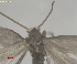  (Ectoedemia nrcanutus - RMNH.INS.25588)  @11 [ ] CreativeCommons  Attribution (by) (2025) Erik J. van Nieukerken-Naturalis Naturalis Biodiversity Center