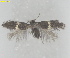  (Ectoedemia QuercusvelutinaUSA - RMNH.INS.25589)  @11 [ ] CreativeCommons  Attribution (by) (2025) Erik J. van Nieukerken-Naturalis Naturalis Biodiversity Center