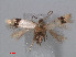  ( - RMCA.Ent.03167)  @12 [ ] CreativeCommons - Attribution Non-Commercial Share-Alike (2013) Erik J. van Nieukerken Naturalis, Biodiversity Center