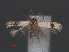  ( - RMCA.Ent.03168)  @12 [ ] CreativeCommons - Attribution Non-Commercial Share-Alike (2013) Erik J. van Nieukerken Naturalis, Biodiversity Center