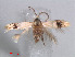  (Etainia zimbabwiensis - RMCA.Ent.03168)  @13 [ ] CreativeCommons - Attribution Non-Commercial Share-Alike (2013) Erik J. van Nieukerken Naturalis, Biodiversity Center
