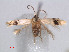  ( - RMCA.Ent.03168)  @13 [ ] CreativeCommons - Attribution Non-Commercial Share-Alike (2013) Erik J. van Nieukerken Naturalis, Biodiversity Center