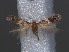  ( - RMNH.INS.24042)  @12 [ ] CreativeCommons - Attribution Non-Commercial Share-Alike (2013) Erik J. van Nieukerken Naturalis, Biodiversity Center