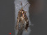  ( - RMNH.INS.24063)  @12 [ ] CreativeCommons - Attribution Non-Commercial Share-Alike (2013) Erik J. van Nieukerken Naturalis, Biodiversity Center