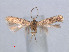  ( - RMNH.INS.24119)  @13 [ ] CreativeCommons - Attribution Non-Commercial Share-Alike (2013) Erik J. van Nieukerken Naturalis, Biodiversity Center