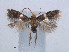 (Etainia ochrefasciella - RMNH.INS.24136)  @13 [ ] CreativeCommons - Attribution Non-Commercial Share-Alike (2013) Erik J. van Nieukerken Naturalis, Biodiversity Center
