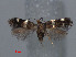  ( - RMNH.INS.24138)  @11 [ ] CreativeCommons - Attribution Non-Commercial Share-Alike (2013) Erik J. van Nieukerken Naturalis, Biodiversity Center