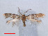  ( - RMNH.INS.24142)  @11 [ ] CreativeCommons - Attribution Non-Commercial Share-Alike (2013) Erik J. van Nieukerken Naturalis, Biodiversity Center