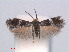  (Ectoedemia RubusVietnamFansipan - RMNH.INS.24179)  @14 [ ] CreativeCommons - Attribution Non-Commercial Share-Alike (2013) Erik J. van Nieukerken Naturalis, Biodiversity Center