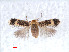  ( - RMNH.INS.24245)  @13 [ ] CreativeCommons - Attribution Non-Commercial Share-Alike (2013) Erik J. van Nieukerken Naturalis, Biodiversity Center