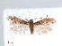  ( - RMNH.INS.24248)  @13 [ ] CreativeCommons - Attribution Non-Commercial Share-Alike (2013) Erik J. van Nieukerken Naturalis, Biodiversity Center