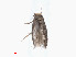  ( - RMNH.INS.24320)  @12 [ ] CreativeCommons - Attribution Non-Commercial Share-Alike (2013) Erik J. van Nieukerken Naturalis, Biodiversity Center