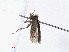  ( - RMNH.INS.24320)  @12 [ ] CreativeCommons - Attribution Non-Commercial Share-Alike (2013) Erik J. van Nieukerken Naturalis, Biodiversity Center
