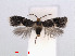  ( - RMNH.INS.24335)  @14 [ ] CreativeCommons - Attribution Non-Commercial Share-Alike (2013) Erik J. van Nieukerken Naturalis, Biodiversity Center