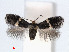  ( - RMNH.INS.24394)  @14 [ ] CreativeCommons - Attribution Non-Commercial Share-Alike (2013) Erik J. van Nieukerken Naturalis, Biodiversity Center
