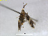  ( - RMNH.INS.24489)  @12 [ ] CreativeCommons - Attribution Non-Commercial Share-Alike (2015) Unspecified Naturalis Biodiversity Centre