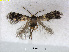  (Etainia capesella - RMNH.INS.24491)  @13 [ ] CreativeCommons - Attribution Non-Commercial Share-Alike (2015) Unspecified Naturalis Biodiversity Centre
