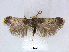  ( - RMNH.INS.24503)  @14 [ ] CreativeCommons - Attribution Non-Commercial Share-Alike (2015) Unspecified Naturalis Biodiversity Centre