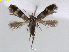  ( - RMNH.INS.24506)  @11 [ ] CreativeCommons - Attribution Non-Commercial Share-Alike (2015) Unspecified Naturalis Biodiversity Centre