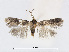  ( - RMNH.INS.24536)  @14 [ ] CreativeCommons - Attribution Non-Commercial Share-Alike (2015) Unspecified Naturalis Biodiversity Centre