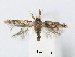  ( - RMNH.INS.24546)  @13 [ ] CreativeCommons - Attribution Non-Commercial Share-Alike (2015) Unspecified Naturalis Biodiversity Centre