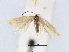  ( - RMNH.INS.24551)  @11 [ ] CreativeCommons - Attribution Non-Commercial Share-Alike (2015) Unspecified Naturalis Biodiversity Centre