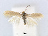  (Trifurcula manygoza - RMNH.INS.24552)  @14 [ ] CreativeCommons - Attribution Non-Commercial Share-Alike (2015) Unspecified Naturalis Biodiversity Centre